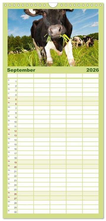 Produktbild: Familienplaner 2026 - K&uuml;he mit 5 Spalten (Wandkalender, 21 x 45 cm) CALVENDO