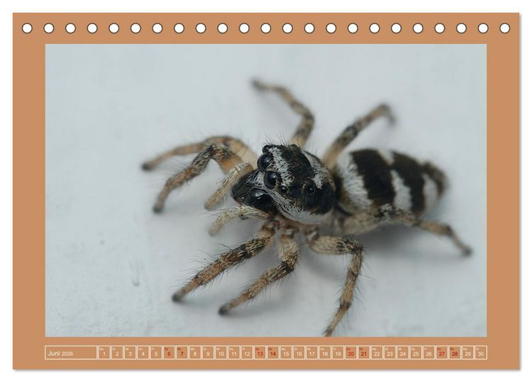 Produktbild: Spinnen im Fokus (Tischkalender 2026 DIN A5 quer), CALVENDO Monatskalender
