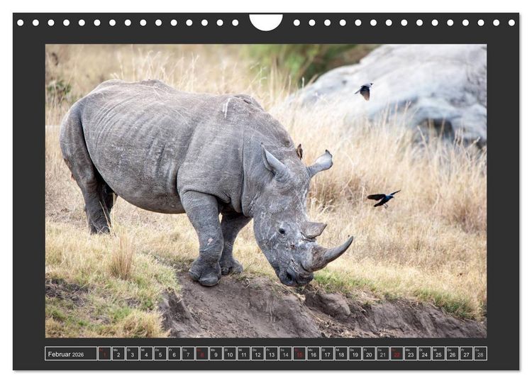 Produktbild: Das Wei&szlig;e Nashorn (Wandkalender 2026 DIN A4 quer), CALVENDO Monatskalender