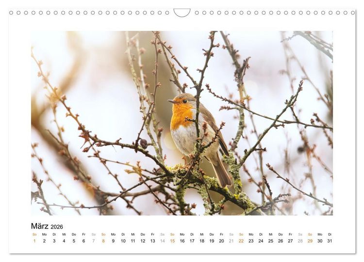 Produktbild: Zauberhafte Rotkehlchen (Wandkalender 2026 DIN A3 quer), CALVENDO Monatskalender