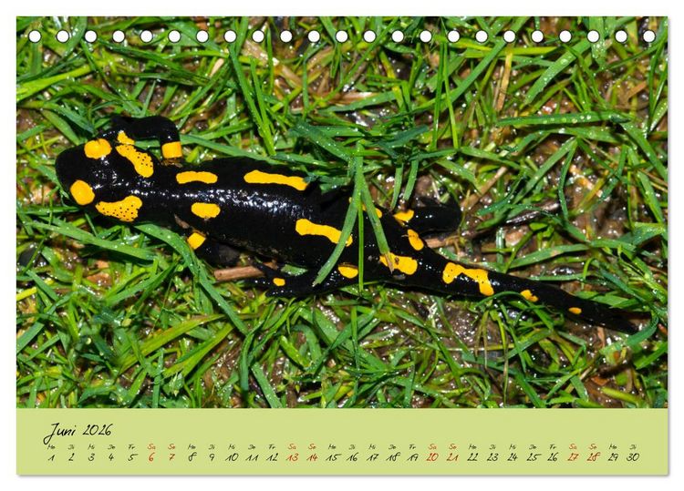 Produktbild: Feuersalamander - Liebenswerte Heimlichtuer (Tischkalender 2026 DIN A5 quer), CALVENDO Monatskalender