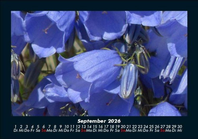 Produktbild: Pflanzen und Bl&uuml;ten 2026 Fotokalender DIN A5
