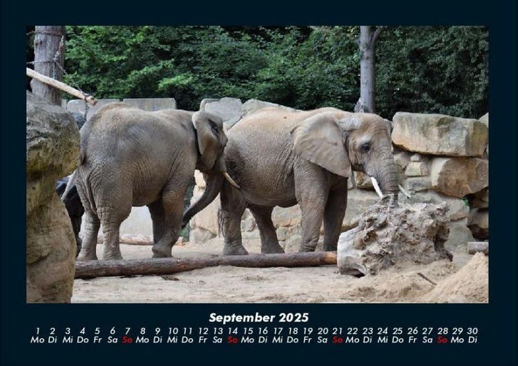 Produktbild: Der Elefantenkalender 2025 Fotokalender DIN A4