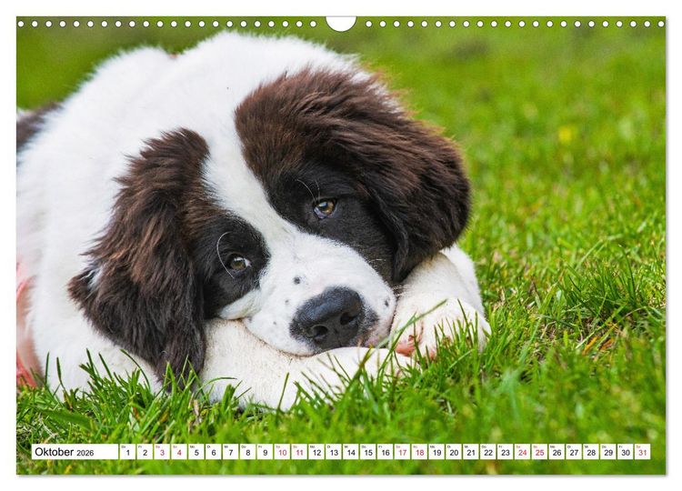 Produktbild: Traumhund Landseer (Wandkalender 2026 DIN A3 quer), CALVENDO Monatskalender