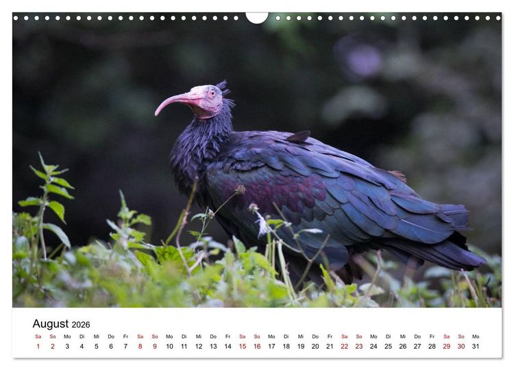 Produktbild: Der Waldrapp - Ein skurriler Vogel (Wandkalender 2026 DIN A3 quer), CALVENDO Monatskalender