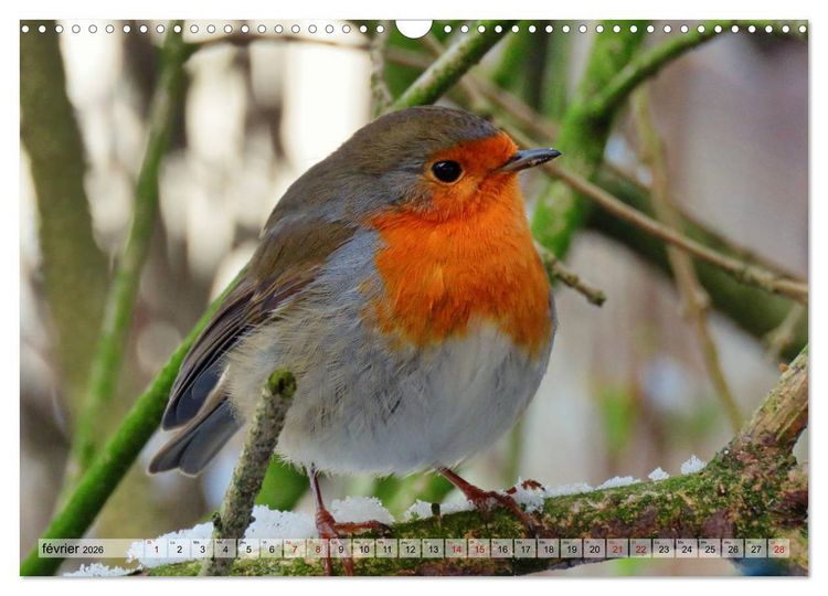 Produktbild: Jolis oiseaux de jardin (Calendrier mural 2026 DIN A3 vertical), CALVENDO calendrier mensuel