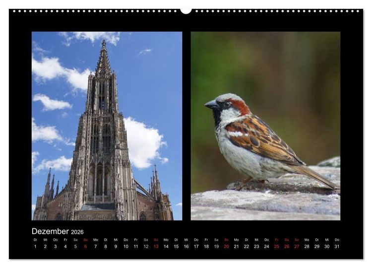 Produktbild: Ulmer Spatzen (Wandkalender 2026 DIN A2 quer), CALVENDO Monatskalender