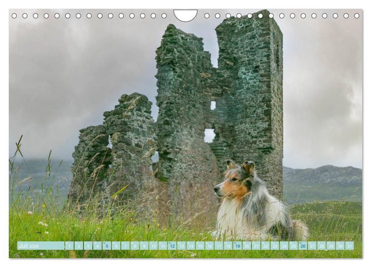 Produktbild: Highland-Collies - Auf vier Pfoten durch Schottland und Irland (Wandkalender 2026 DIN A4 quer), CALVENDO Monatskalender