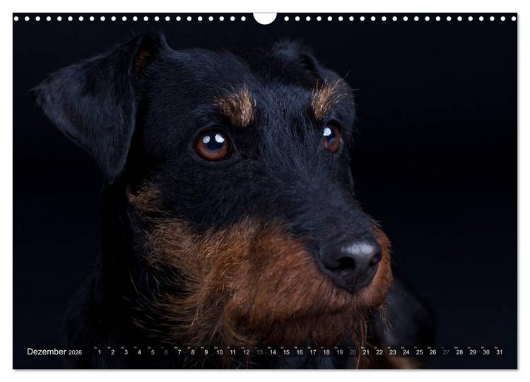 Produktbild: Faszination Terrier (Wandkalender 2026 DIN A3 quer), CALVENDO Monatskalender