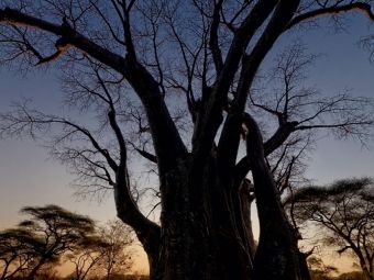 Produktbild: CALVENDO Puzzle Baobab | 1000 Teile Lege-Gr&ouml;&szlig;e 64x48cm Foto-Puzzle f&uuml;r gl&uuml;ckliche Stunden