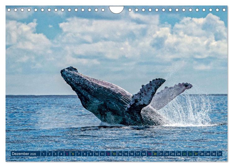 Produktbild: Big Five Australiens Buckelwal, Walhai, Orca, Quokka,K&auml;nguru (Wandkalender 2026 DIN A4 quer), CALVENDO Monatskalender