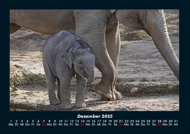 Produktbild: Elefanten 2025 Fotokalender DIN A4