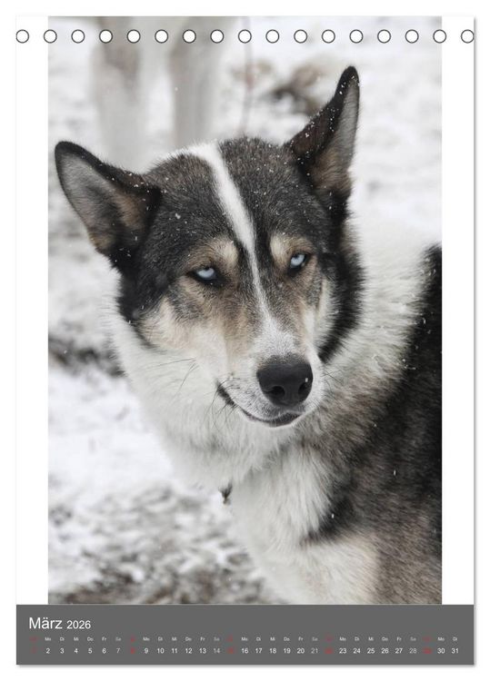 Produktbild: Huskies - Portraits im Schnee (Tischkalender 2026 DIN A5 hoch), CALVENDO Monatskalender