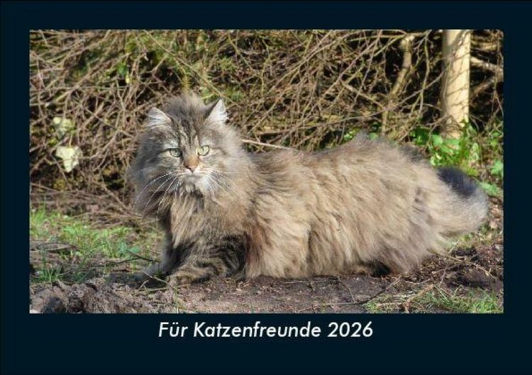 Produktbild: F&uuml;r Katzenfreunde 2026 Fotokalender DIN A5