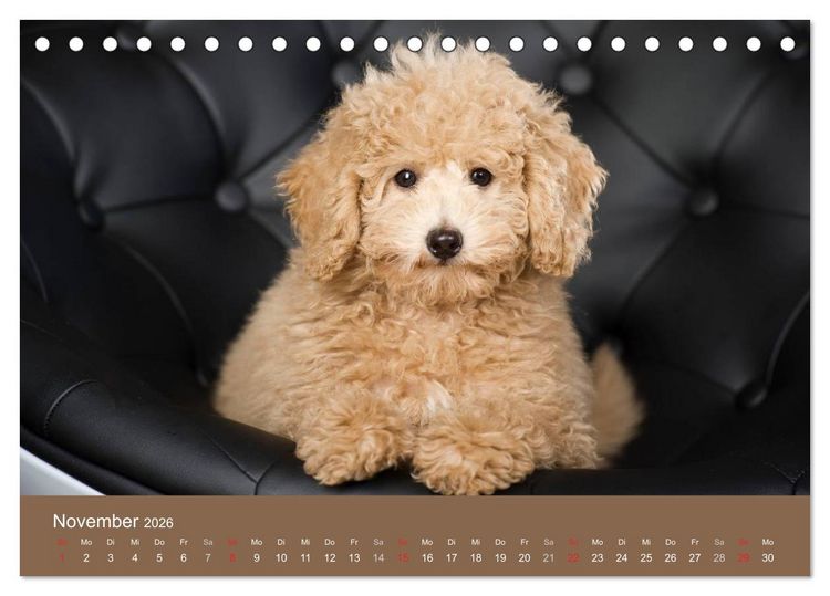 Produktbild: Pudel (Tischkalender 2026 DIN A5 quer), CALVENDO Monatskalender