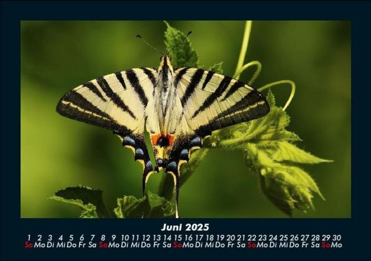 Produktbild: Bunte Pracht der Schmetterlinge 2025 Fotokalender DIN A5