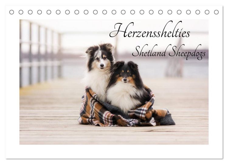 Produktbild: Herzensshelties - Shetland Sheepdogs (Tischkalender 2026 DIN A5 quer), CALVENDO Monatskalender