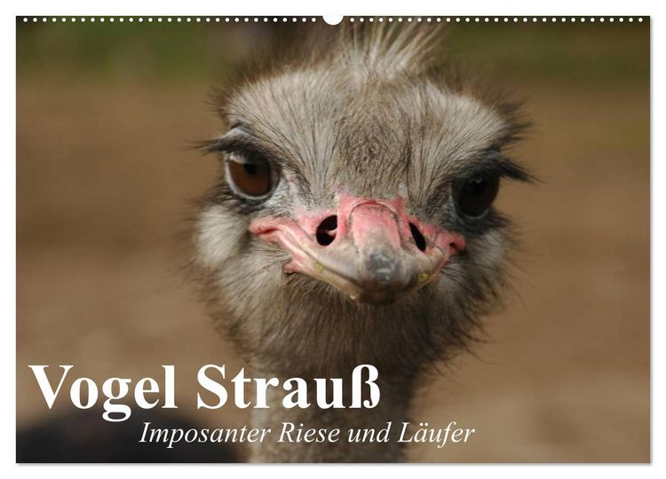 Produktbild: Vogel Strau&szlig;. Imposanter Riese und L&auml;ufer (Wandkalender 2026 DIN A2 quer), CALVENDO Monatskalender