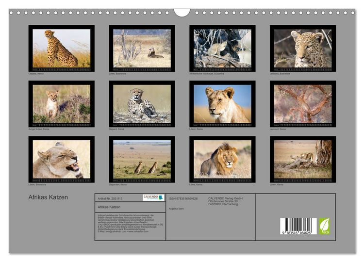 Produktbild: Afrikas Katzen (Wandkalender 2026 DIN A3 quer), CALVENDO Monatskalender