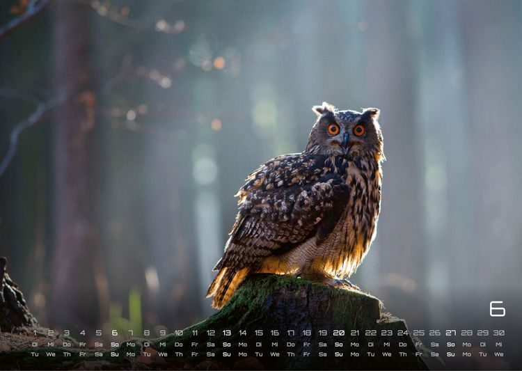 Produktbild: Eulen - W&auml;chter der Nacht - 2027 - Kalender DIN A3