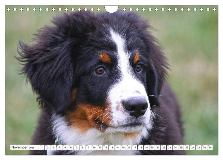 Produktbild: Berner Sennenhunde machen gl&uuml;cklich (Wandkalender 2026 DIN A4 quer), CALVENDO Monatskalender