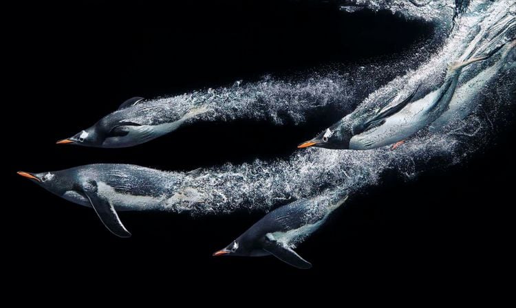 Produktbild: National Geographic Verborgene Welten &ndash; Einzigartige Fotografien