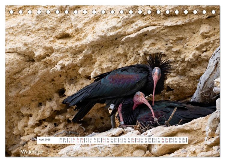 Produktbild: Von Festung bis Flamenco (Tischkalender 2026 DIN A5 quer), CALVENDO Monatskalender
