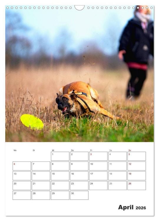 Produktbild: Malinois Power auf vier Pfoten (Wandkalender 2026 DIN A3 hoch), CALVENDO Monatskalender