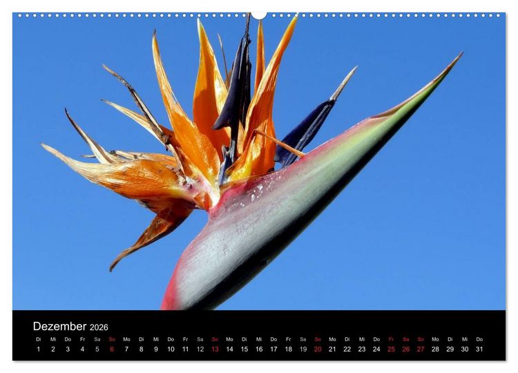 Produktbild: Madeira 2026 (Wandkalender 2026 DIN A2 quer), CALVENDO Monatskalender