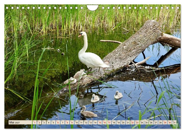 Produktbild: Fischland - Zwischen Ostsee und Bodden (Wandkalender 2027 DIN A4 quer), CALVENDO Monatskalender