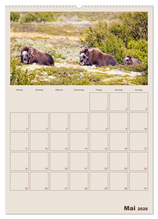 Produktbild: Moschusochsen - Norwegens gem&uuml;tliche Riesen (hochwertiger Premium Wandkalender 2026 DIN A2 hoch), Kunstdruck in Hochglanz