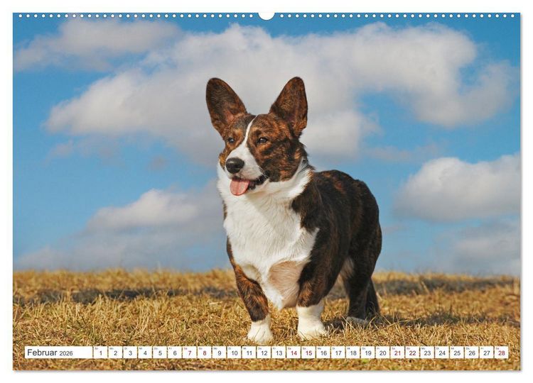 Produktbild: Britische H&uuml;tehunde - Treue Freunde auf vier Pfoten (hochwertiger Premium Wandkalender 2026 DIN A2 quer), Kunstdruck in Hochglanz