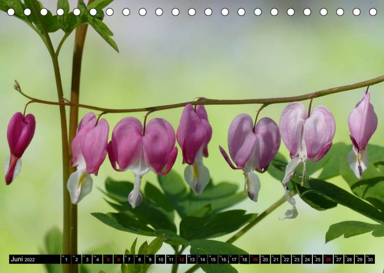 Produktbild: Fr&uuml;hling und Sommer (Tischkalender 2022 DIN A5 quer)