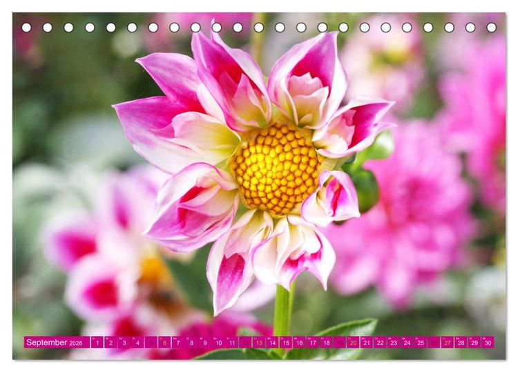 Produktbild: Liebenswerte Bl&uuml;ten (Tischkalender 2026 DIN A5 quer), CALVENDO Monatskalender