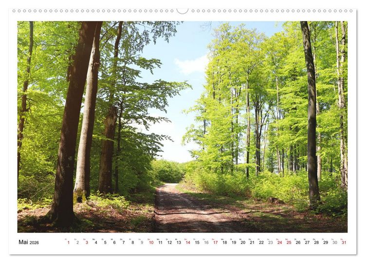 Produktbild: Mein Sehnsuchtsort, der heimische Wald (Wandkalender 2026 DIN A2 quer), CALVENDO Monatskalender