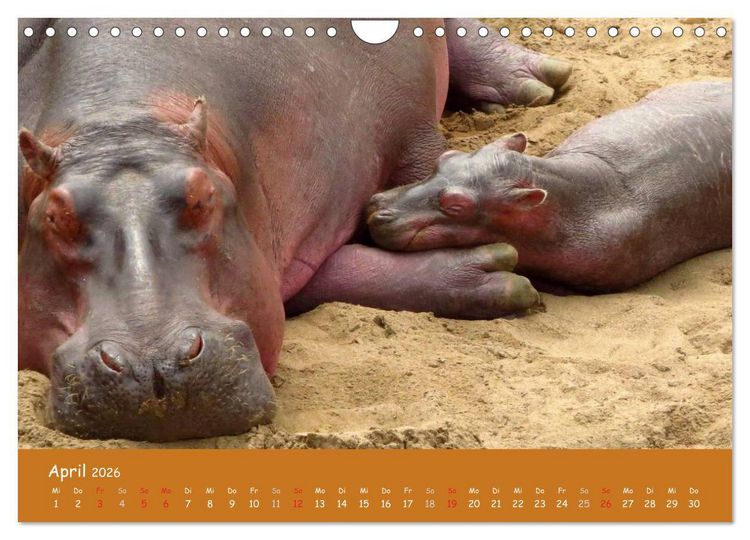 Produktbild: Auge in Auge mit den Tieren Afrikas (Wandkalender 2026 DIN A4 quer), CALVENDO Monatskalender