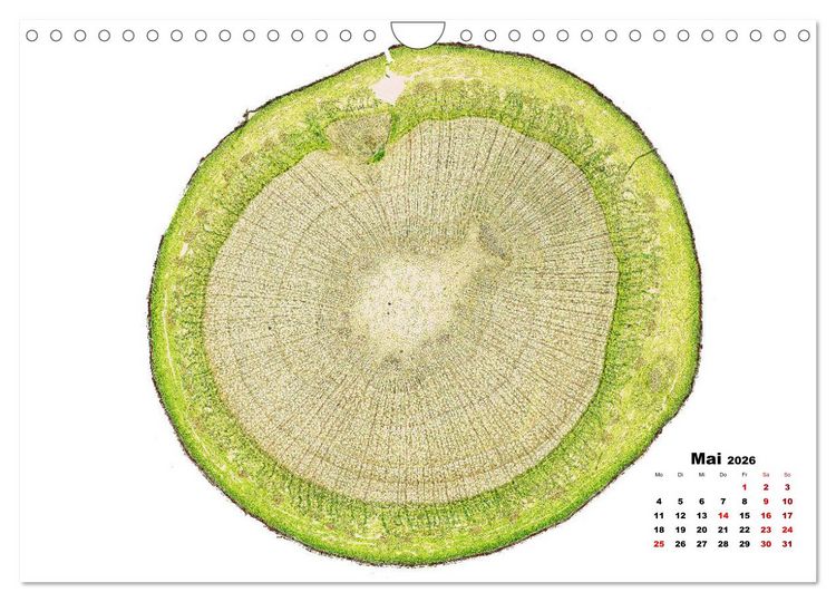 Produktbild: Pflanzen unter dem Mikroskop (Wandkalender 2026 DIN A4 quer), CALVENDO Monatskalender