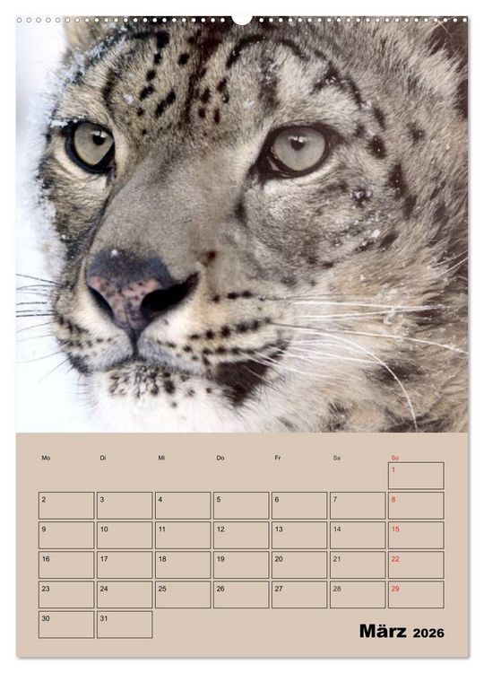 Produktbild: Gro&szlig;katzen. Raubkatzengesichter (hochwertiger Premium Wandkalender 2026 DIN A2 hoch), Kunstdruck in Hochglanz