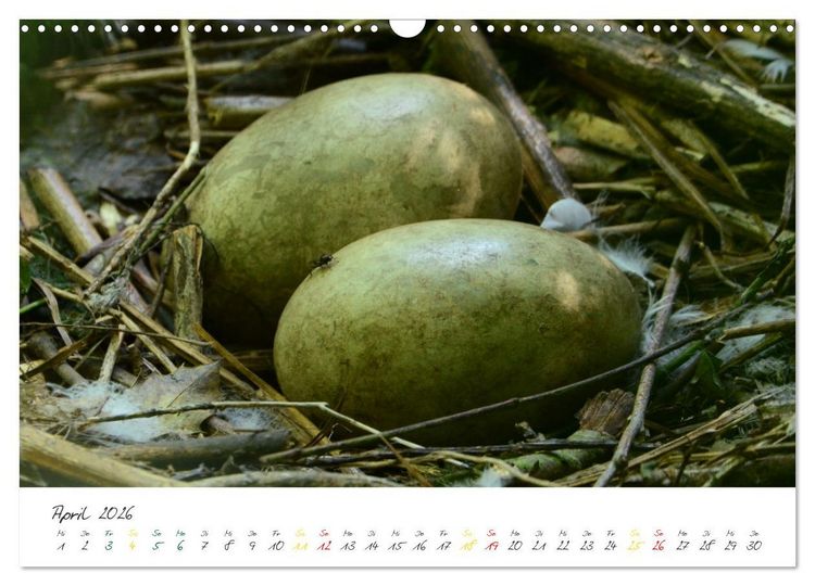 Produktbild: Schw&auml;ne, Liebe f&uuml;r die Ewigkeit (Wandkalender 2026 DIN A3 quer), CALVENDO Monatskalender