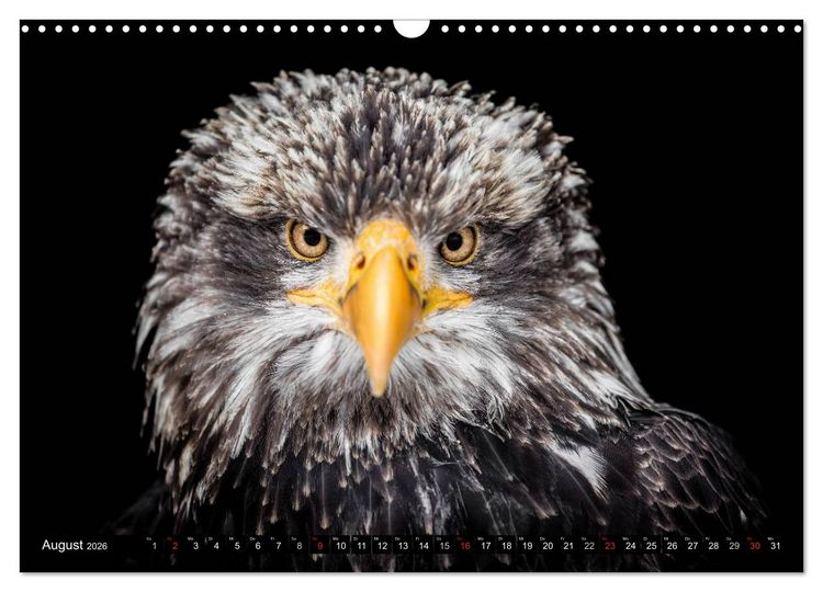 Produktbild: Greifv&ouml;gel und Eulen (Wandkalender 2026 DIN A3 quer), CALVENDO Monatskalender
