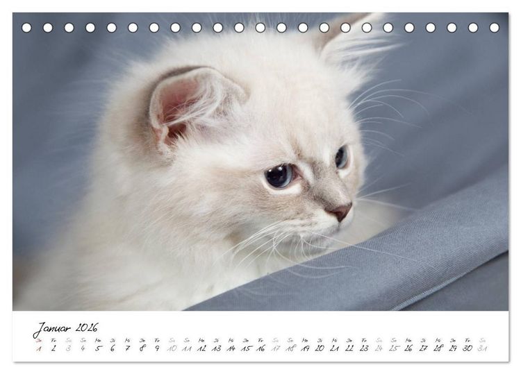 Produktbild: Ragdoll Kitten (Tischkalender 2026 DIN A5 quer), CALVENDO Monatskalender