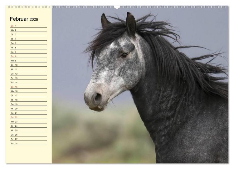 Produktbild: Wilde Pferde. Mustangs in USA (Wandkalender 2026 DIN A2 quer), CALVENDO Monatskalender