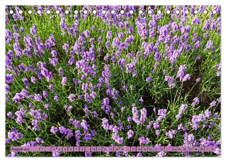 Produktbild: Farbzauber Lavendel (Tischkalender 2026 DIN A5 quer), CALVENDO Monatskalender