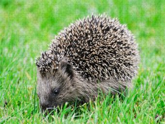 Produktbild: CALVENDO Puzzle Niedlich kleiner Igel l&auml;uft durch das Gras | 1000 Teile Lege-Gr&ouml;&szlig;e 64x48cm Foto-Puzzle f&uuml;r gl&uuml;ckliche Stunden