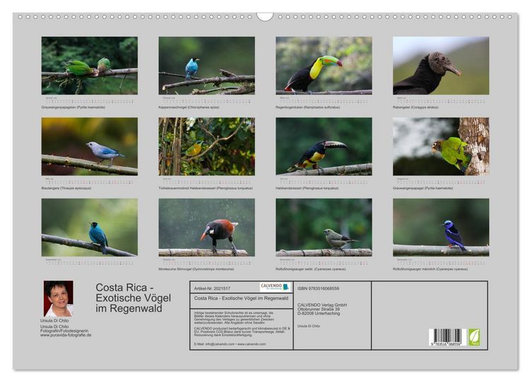 Produktbild: Costa Rica - Exotische V&ouml;gel im Regenwald (Wandkalender 2026 DIN A2 quer), CALVENDO Monatskalender
