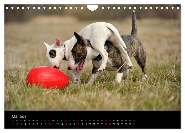 Produktbild: Bullterrier 2026 - Kleine Clowns mit gro&szlig;em Herz (Wandkalender 2026 DIN A4 quer), CALVENDO Monatskalender