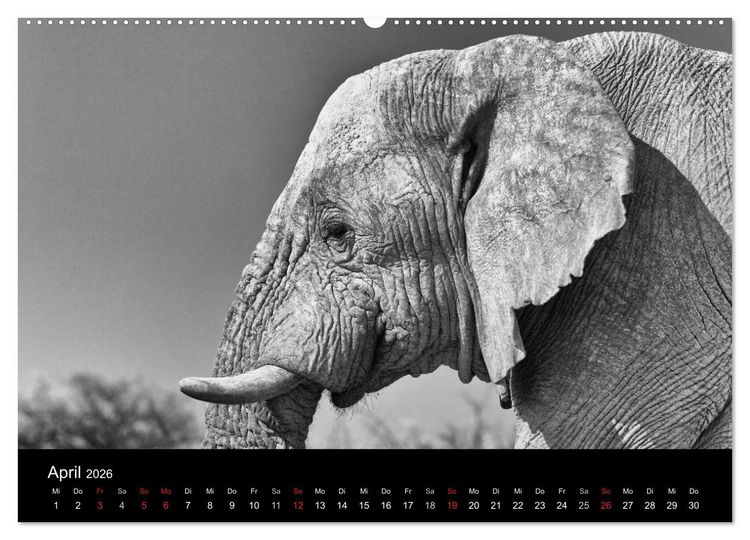 Produktbild: Elefanten Schwarz - Weiss (hochwertiger Premium Wandkalender 2026 DIN A2 quer), Kunstdruck in Hochglanz