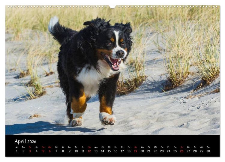 Produktbild: Berner Sennenhund 2026 (Wandkalender 2026 DIN A2 quer), CALVENDO Monatskalender