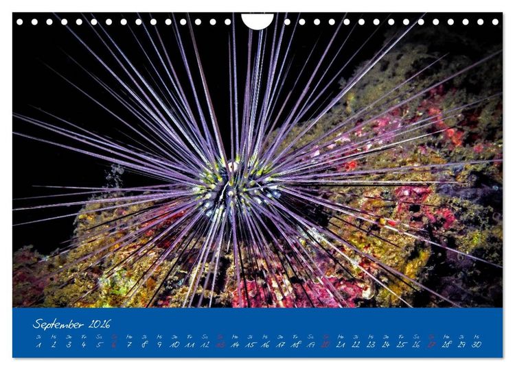 Produktbild: Meer sehen - Abenteuer Tauchen (Wandkalender 2026 DIN A4 quer), CALVENDO Monatskalender