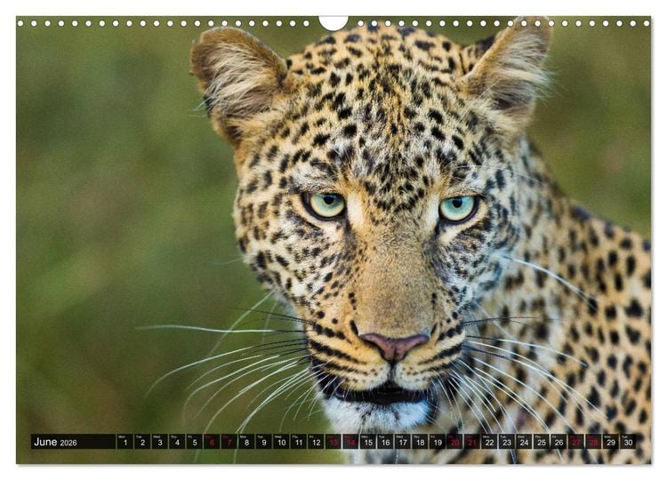 Produktbild: Leopards in the wild (Wall Calendar 2026 DIN A3 landscape), CALVENDO 12 Month Wall Calendar